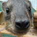 Johannesburg Wildlife Veterinary Hospital
