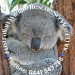 Australian Wildlife Rescue Service CQ inc